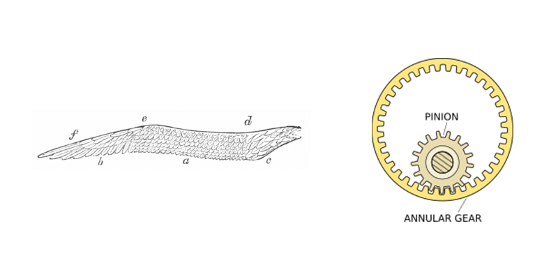 Two kinds of ‘pinion.’ Wikimedia Commons.