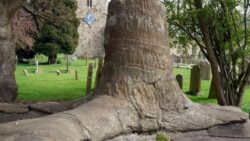 a large fossil tree in a churchyard